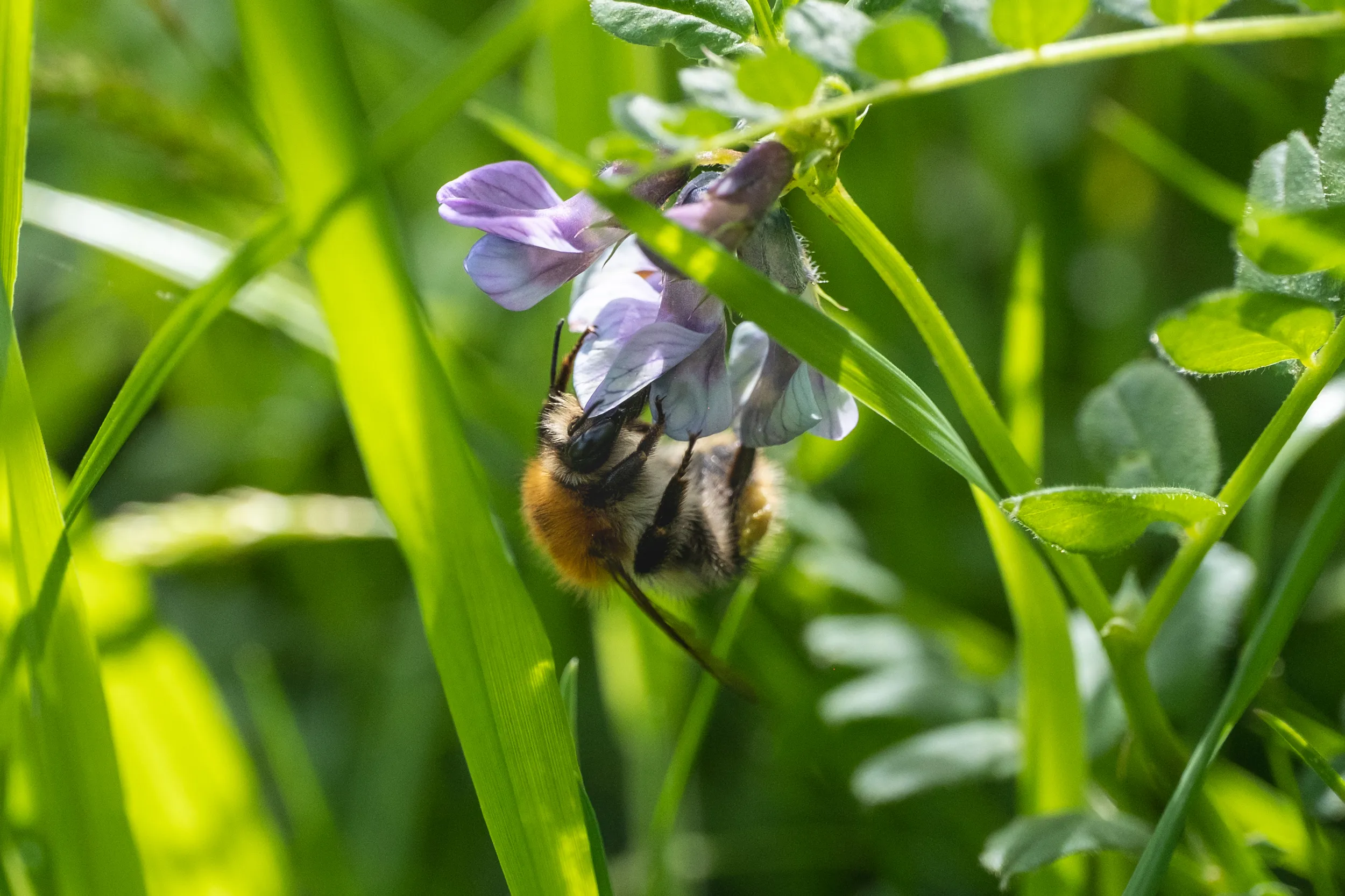 Abeille sauvage sur une vesce