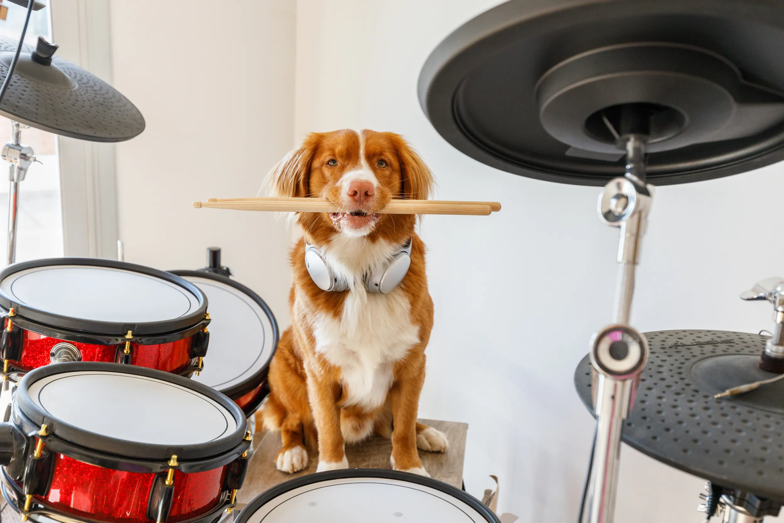 Un chien sur une batterie