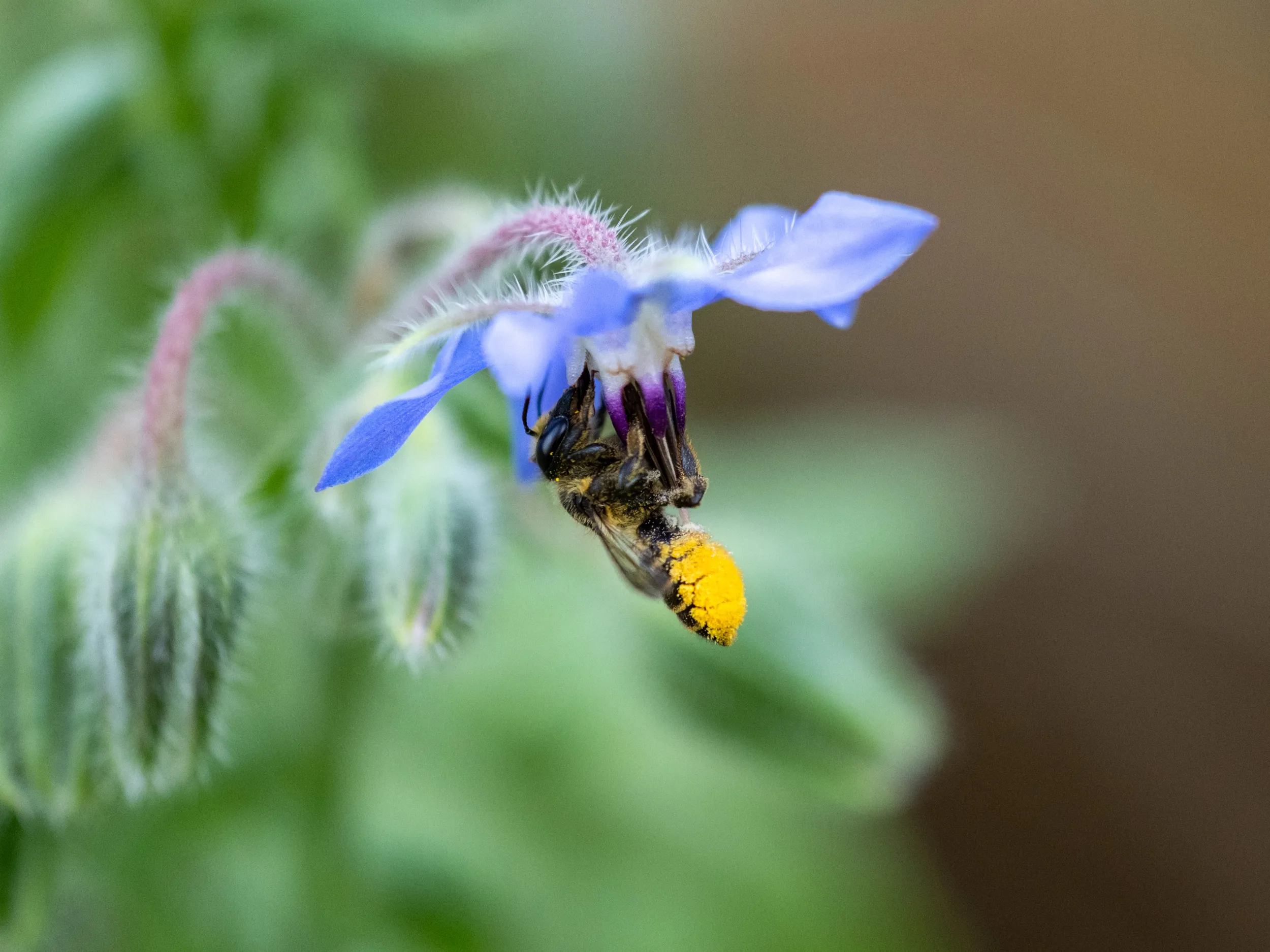 Abeille sauvage sur une fleur de bourrache