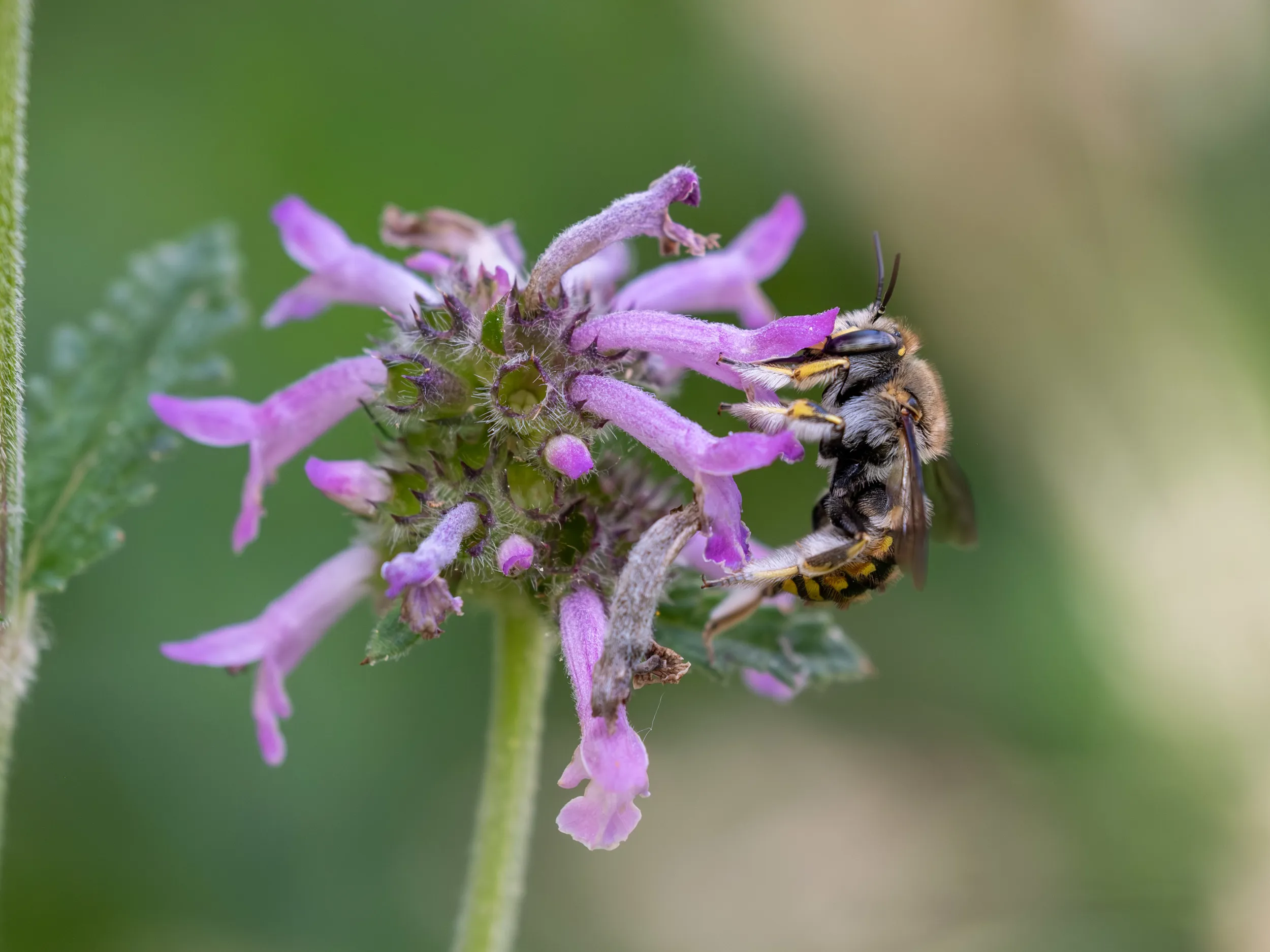 Une abeille sauvage sur une fleur